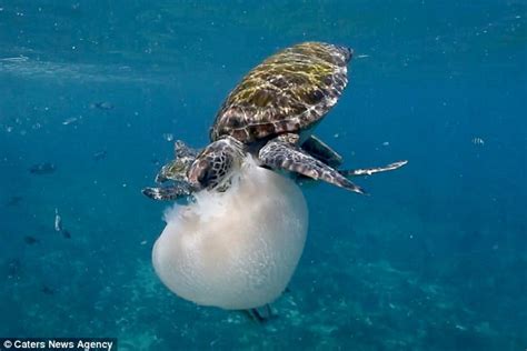 Three Turtles Devour An Unfortunate Jellyfish For Two Days