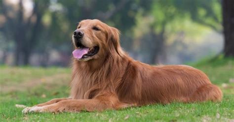 Golden Retriever Health Issues You Should Know Puplore