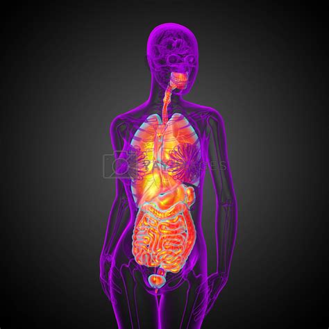 3d Render Medical Illustration Of The Human Digestive System And By