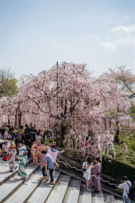 The 10 Best Places To See Cherry Blossoms In Kyoto Places To See