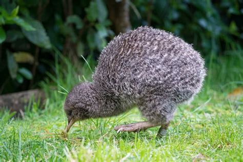 Kiwi bird - ABC News (Australian Broadcasting Corporation)