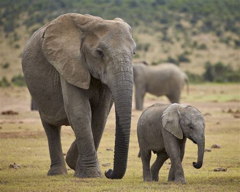 Elephants And Rhinos Will Not Be Killed For Their Tusks