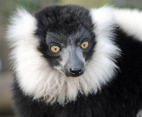 Black And White Ruffed Lemurs Zoochat