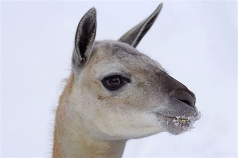 Free Images Wildlife Fauna Close Up Llama Head Lama Vertebrate