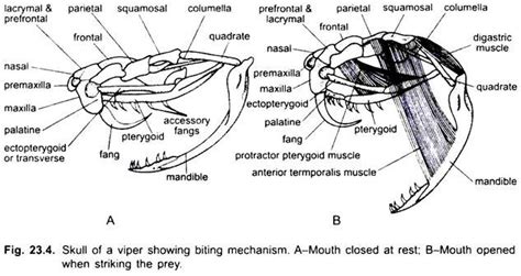 Essay On Snakes Chordata Vertebrates Zoology