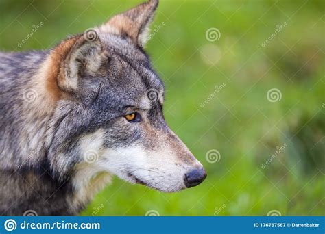 North American Gray Wolf Stock Image Image Of Gray 176767567
