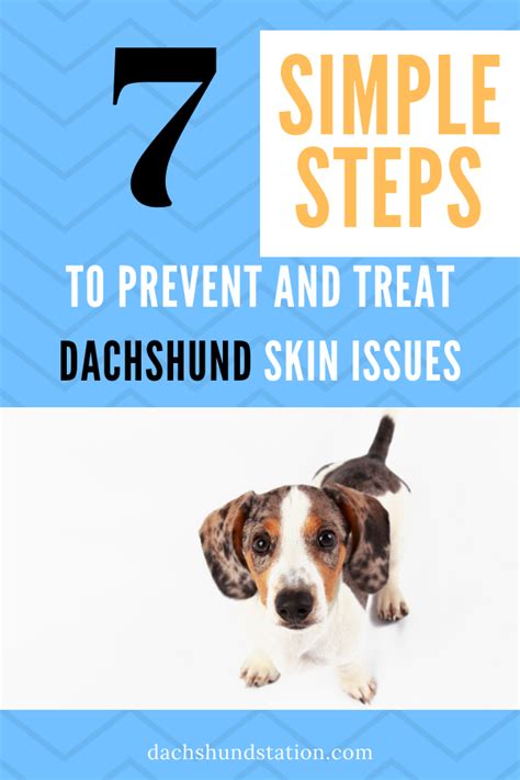 7 Simple Tricks To Prevent Treat Dachshund Skin Issues Dachshund