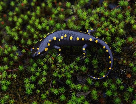 Yellow Spotted Salamander Salamander Reptiles And Amphibians Spotted