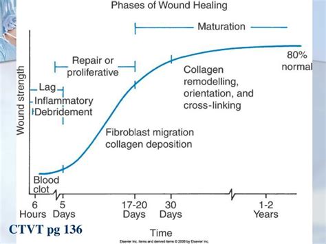 Phases Of Wound Healing Chart