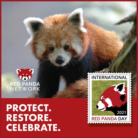 Protect Restore And Celebrate On International Red Panda Day 2021