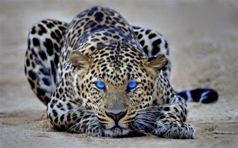 Beautiful Blue Eyes Leopard Ready To Pounce Click On Picture To See