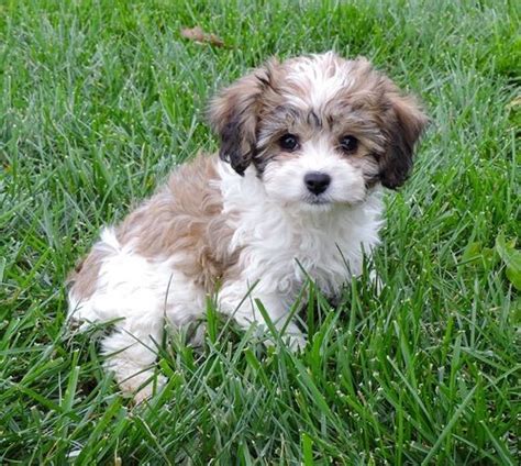 Cavachon puppies for sale in cambridge, minnesota united states. Cavachon Puppies For Sale | Russell Springs, KY #293300
