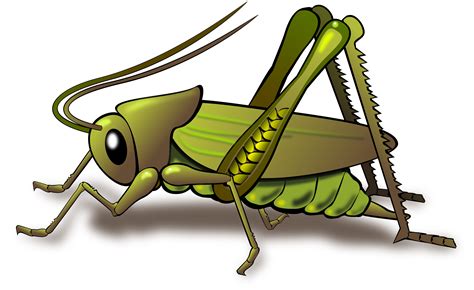 Cricket Insect Png Transparent Images Png All