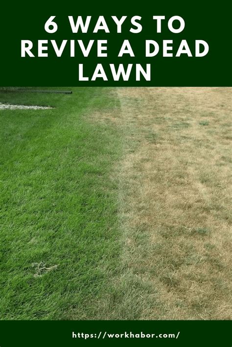 Repairing and patching a damaged lawn is necessary to achieve a perfect garden. 6 Ways To Revive A Dead Lawn | Green lawn care, Lawn ...