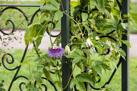 20 Popular Flowering And Vines And Climbers