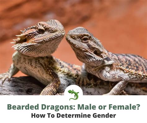 how to tell if a bearded dragon is male or female reptileknowhow