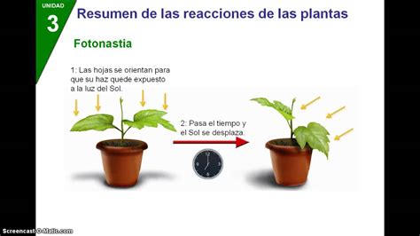 Funcion De Relacion En Las Plantas Youtube