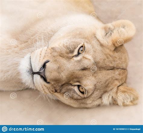 Gorgeous Lioness Stock Photo Image Of Lion Leader 161959012