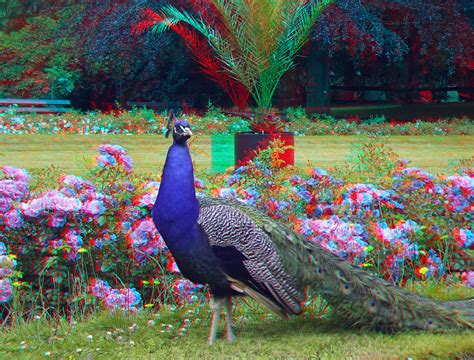 3d Redcyan Anaglyph Dresden Zoo Pfau A Photo On