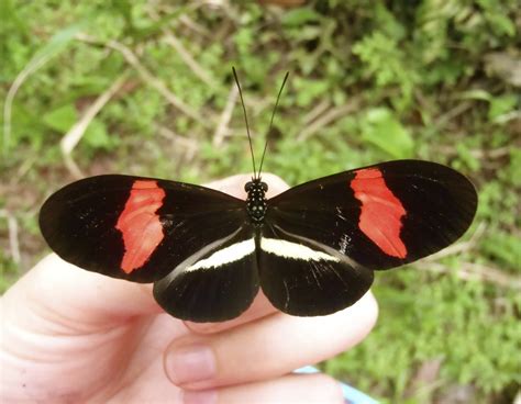 Betterfly is a user friendly system. Why are butterfly wings colorful? | Data Nuggets