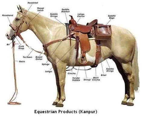 Parts Of Saddle And Bridel Horse Breeds Horse Care Horses