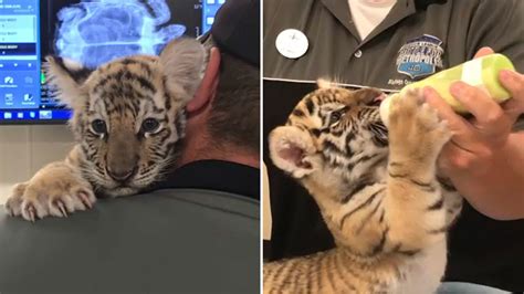 Rare Siberian Tiger Cub Born At New Jerseys Six Flags Great Adventure
