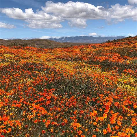 Antelope Valley California Poppy Reserve Lancaster 2023 What To Know Before You Go