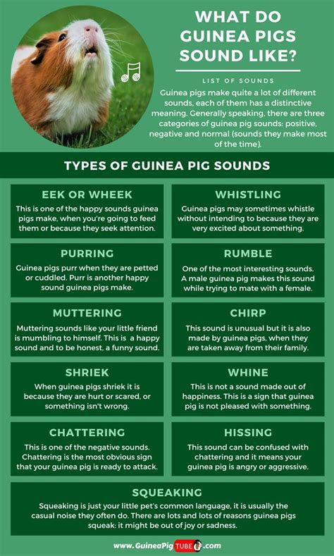 Pin On Guinea Pigs Behavior