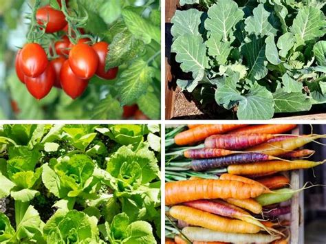 10 Vegetables That Grow In Sandy Soil Amendment Tips