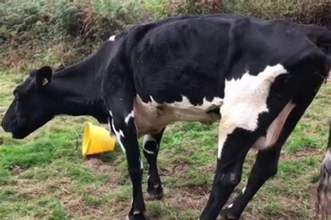 Bull Had Sex With Its Own Mother On Farm With Animals In