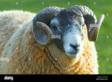 Scottish Blackface Ram Scotland Stock Photo Alamy