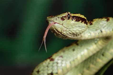 Malabar Pit Viper Green Morph Karnataka Western Ghats India