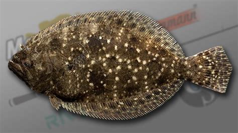 Find the perfect flounder fish stock photo. Southern Flounder - Fish - Fishing Planet Forum