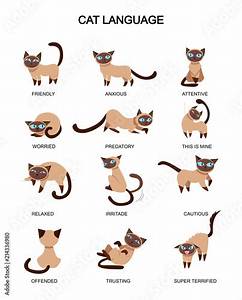 Cat Language And Feelings Meaning Cute Cat Expressions Isolated On