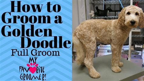 How to groom a labradoodle. Trimming a Goldendoodle - YouTube