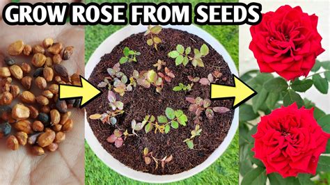 How To Grow Rose From Seeds Rose Plant Youtube