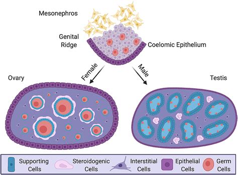 Frontiers Gonadal Sex Differentiation Supporting Versus