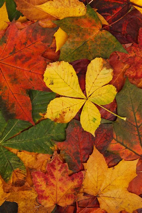 Autumn Leaves Pattern Free Stock Photo Public Domain Pictures