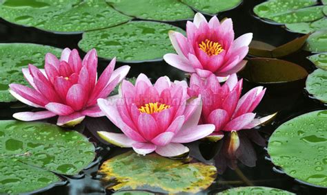 Panduan Cara Menanam Dan Merawat Bunga Lotus Bagi Pemula Id