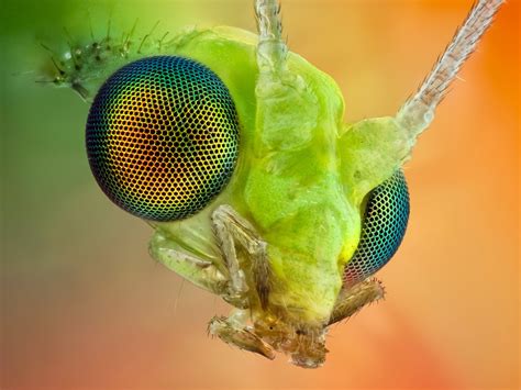 Insect Eye Macro Wallpaper 1600x1200 13484