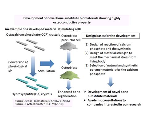 Research Profile 178 Development Of Novel Bone Substitute Biomaterials