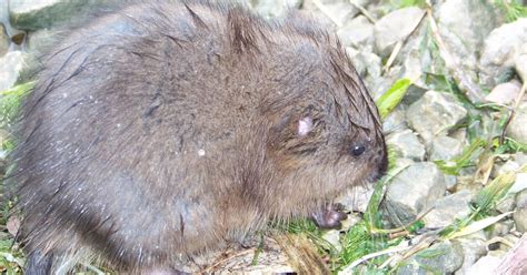 Baby Muskrat