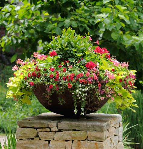 Thrill Fill And Spill Three Easy Steps To Container Gardening
