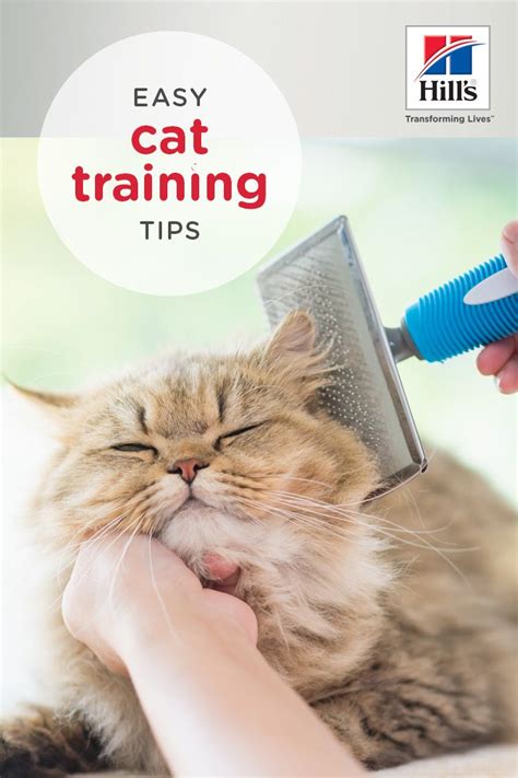 How To Train Your Cat Yes Its Possible Hills Pet Cat Training