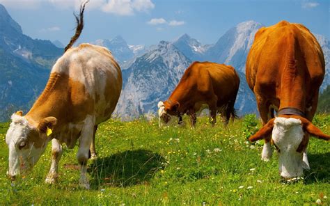 Three Brown And White Cows In Grass Field During Daytime Hd Wallpaper