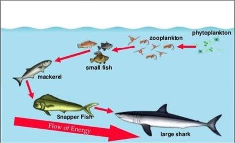 Every system is the cycle . drawing neat labelled diagram of Aquatic food chain ...