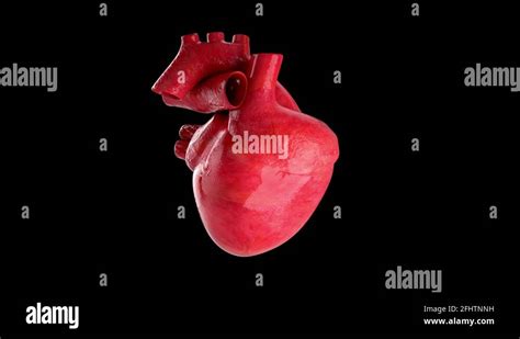 Human Heart Beating 4k Rotating Seamless Loop On Black With Luma Matte