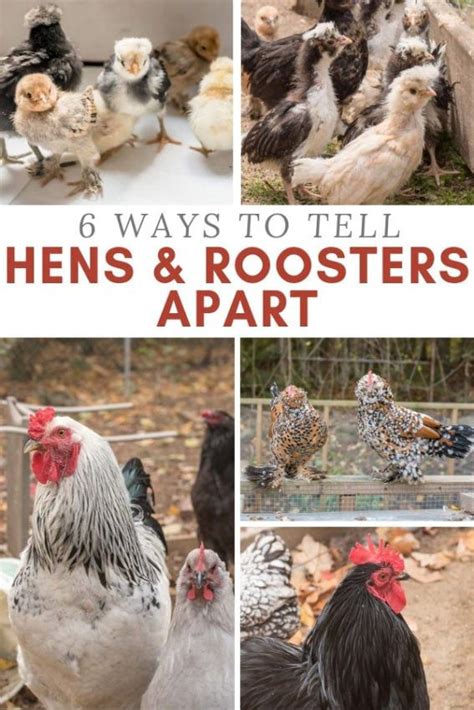 How To Tell Hens And Roosters Apart Whats The Difference In 2020