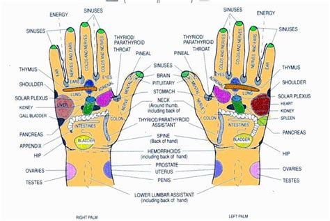 Reflexology Points Reflexology Points Reflexology Foot Chart Hand