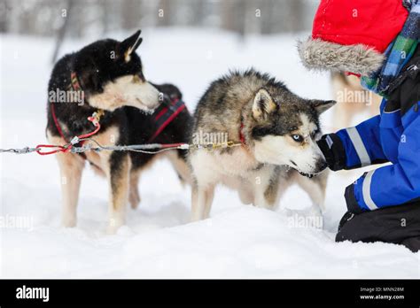 Boy Having A Cuddle With Husky Sled Dog In Lapland Finland Stock Photo